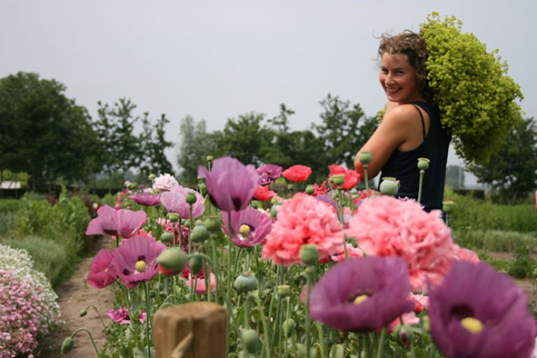 Boerin plukt bloemen tussen de papavers bij Fleur-Couleur