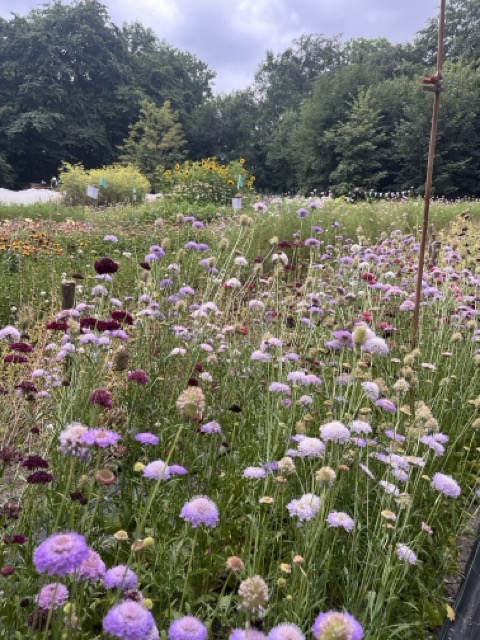 Bloemenveld met scabiosa in bloei bij Fleur-Couleur